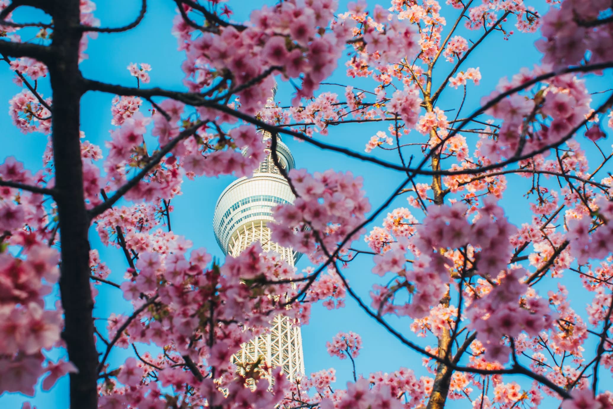 Cherry blossoms in front of a tower in Tokyo